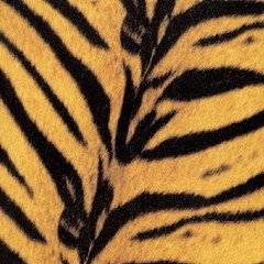 THE HIGH-LOWS／Tigermobile（アナログ盤）