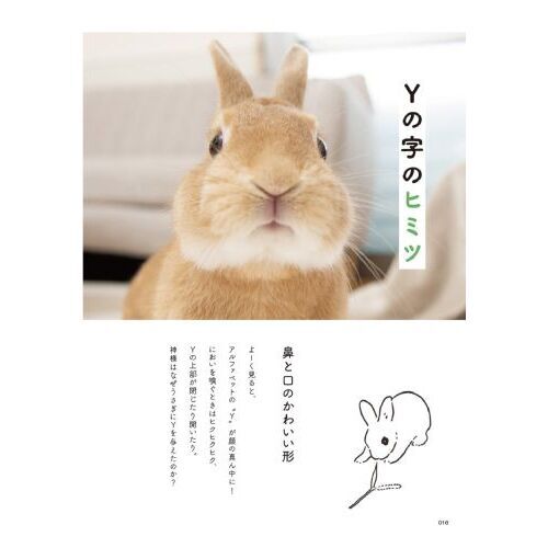 うさぎのヒミツ 通販｜セブンネットショッピング