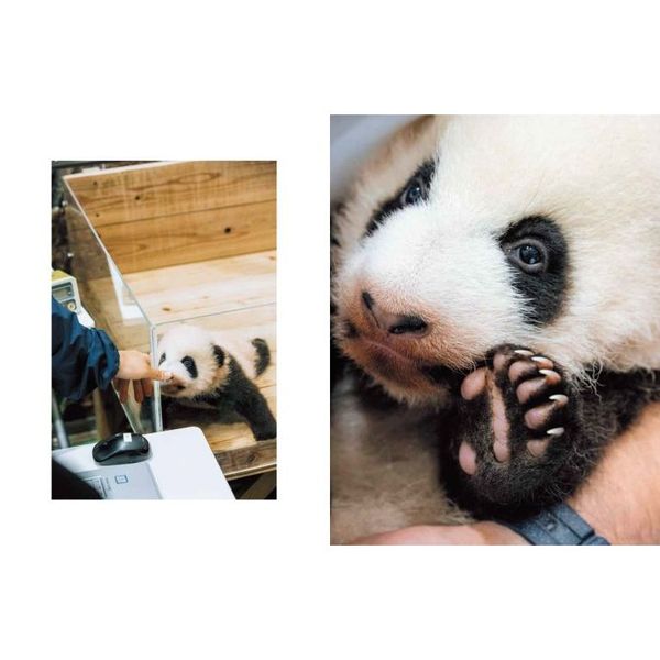 ADVENTURE WORLD PANDAS ハロー彩浜とパンダファミリー 通販｜セブン