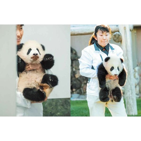 ADVENTURE WORLD PANDAS ハロー彩浜とパンダファミリー 通販｜セブン