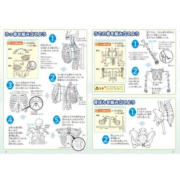 人体骨格ミュージアム 通販｜セブンネットショッピング