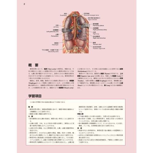 ソボッタ解剖学アトラス 第２巻 体幹〈内臓系〉 通販｜セブン