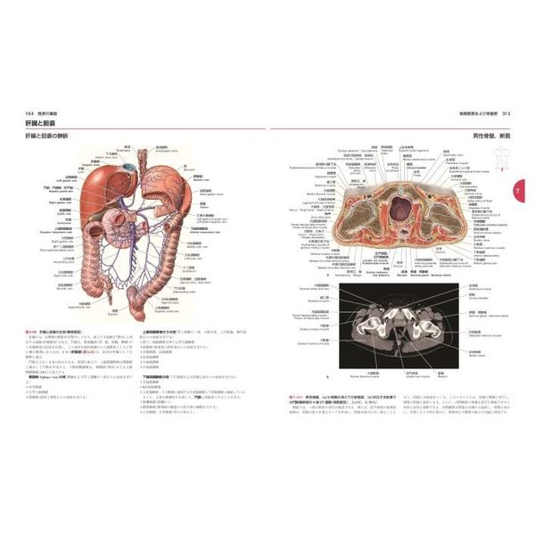 英語版 ソボッタ解剖学テキスト Sobotta Anatomy Textbook