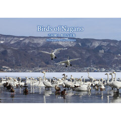 Birds of Nagano 吉村健二 野鳥写真集