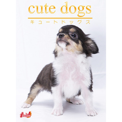 cute dogs11 チワワ