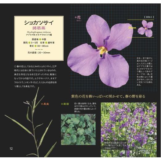 野の花拡大図鑑 道ばたに咲く花たちの美しくて不思議なカタチ 通販 セブンネットショッピング