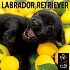 ラブラドール・レトリーバー 2025年カレンダー