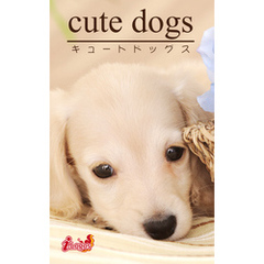 cute dogs27 ダックスフンド