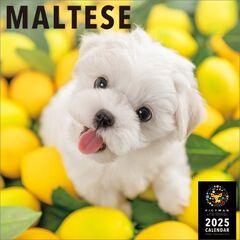 マルチーズ 2025年カレンダー
