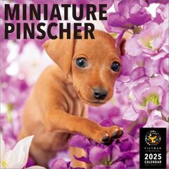 ミニチュア・ピンシャー 2025年カレンダー
