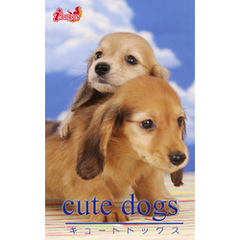 cute dogs29 ダックスフンド