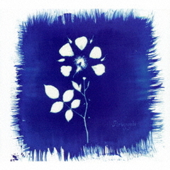 フロリオグラフィ