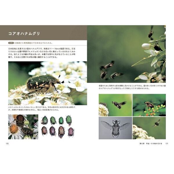 見る・撮る・描く身近な飛ぶ虫観察図鑑 通販｜セブンネットショッピング
