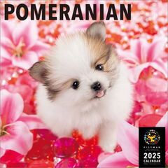 ポメラニアン 2025年カレンダー