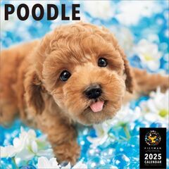 プードル 2025年カレンダー