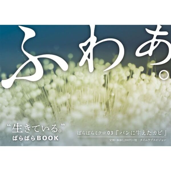 パンに生えたカビ クロコウジカビ 通販｜セブンネットショッピング