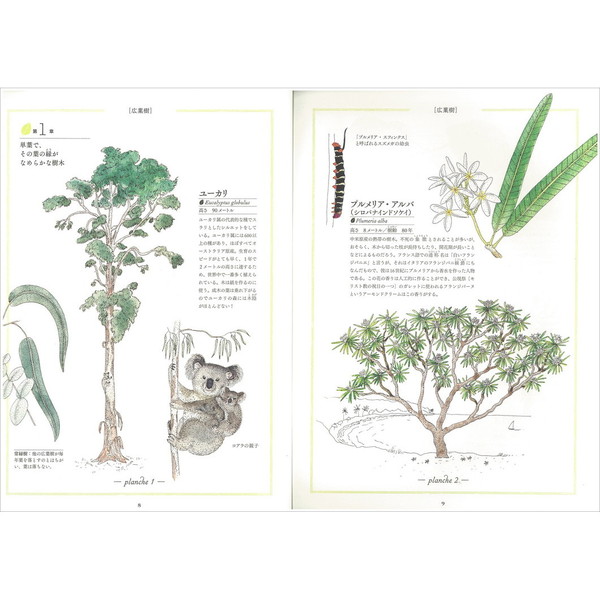 観察が楽しくなる美しいイラスト自然図鑑 樹木編 通販 セブンネットショッピング