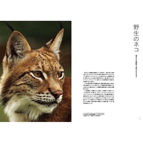 洋書　The Wild Cat Book 野生ネコ 洋書 The Wild Cat Book 野生ネコ 洋書 The Wild Cat Book 野生