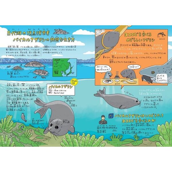 図説・養菌性キクイムシ類の生態を探る ブナ材の中のこの小さな住民たち 絶版 希少 図説・養菌性キクイムシ類の生態を探る ブナ材の中のこの小さな住民