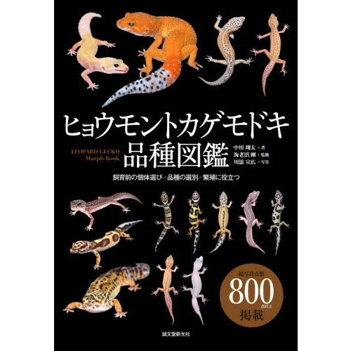 ヒョウモントカゲモドキ品種図鑑 飼育前の個体選び・品種の選別・繁殖