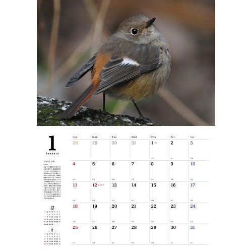 身近な野鳥CALENDAR2026 通販｜セブンネット