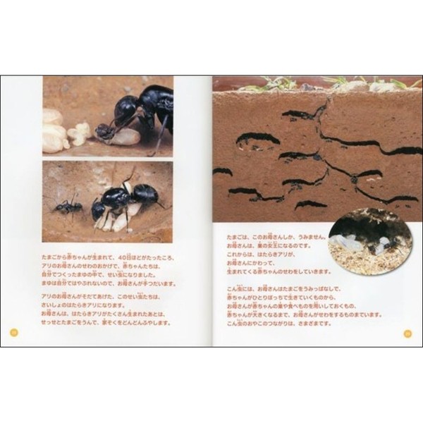 図鑑　日本の昆虫シリ-ズ（全５巻セット）/くもん出版（単行本） Theむし 昆虫図鑑4200種 | 田下昌志, 丸山潔, 降旗進一郎, 福本