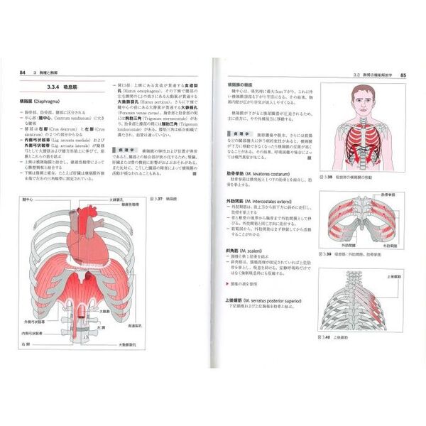 からだの構造と機能　１　理学療法のための詳しい機能解剖学　脊柱の基礎　頸椎と頭蓋　胸椎と胸郭　上肢