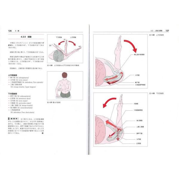 からだの構造と機能　１　理学療法のための詳しい機能解剖学　脊柱の基礎　頸椎と頭蓋　胸椎と胸郭　上肢