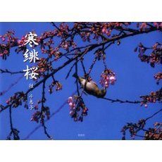 寒緋桜