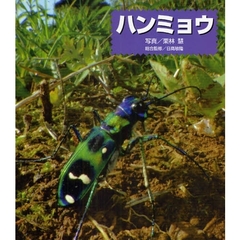ハンミョウ