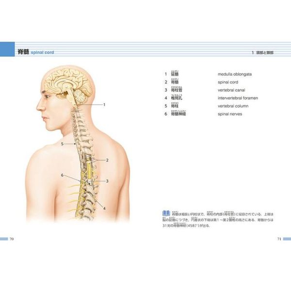 絶版:解剖学ノート9/10上肢と下肢の解剖(フランス語) 絶版:解剖学ノート9/10上肢と下肢の解剖(フランス語)