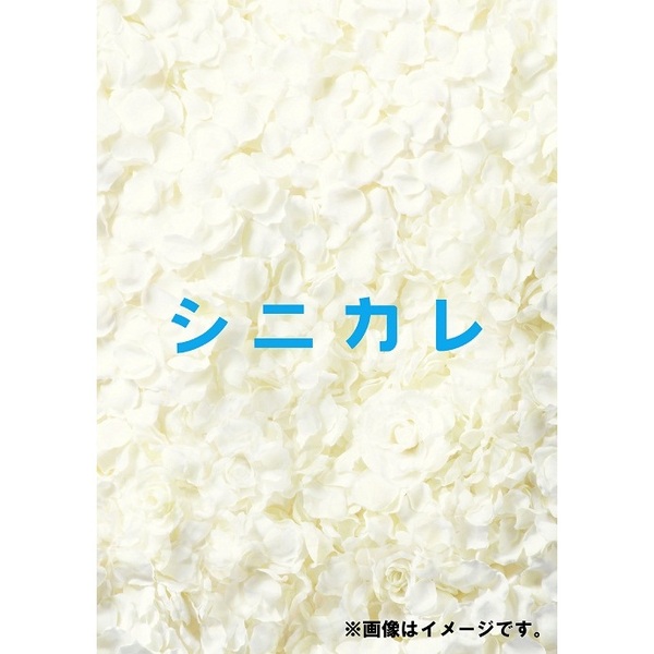 シニカレ 完全版 DVD-BOX（ＤＶＤ）
